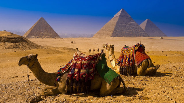 Egyptian pyramids at sunset and Camels- Egypt Travel