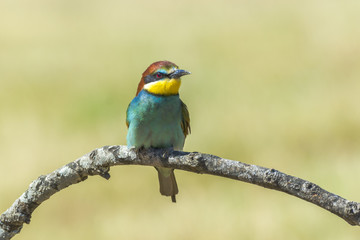 Merops apiaster