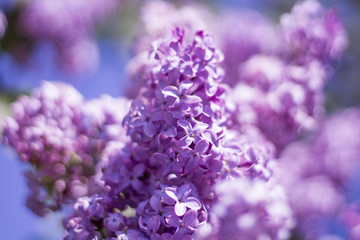 Lilacs in bloom