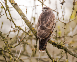 Buzzard (Buteo buteo) sitting in tree. Large bird of prey in Folly Farm nature reserve, in Somerset, UK