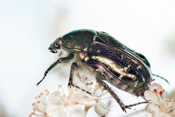 Focus Stacking - Beetle - Rose Chafer
