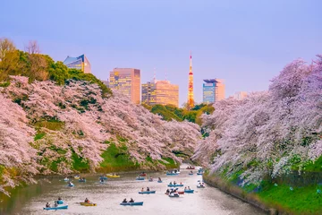 Fotobehang Chidorigafuchi-park met sakura in volle bloei © f11photo