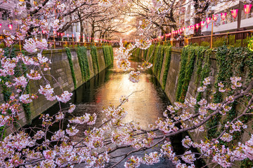 Fototapeta premium Cherry blossom at Meguro canal at twilight in Tokyo