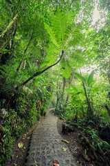 Obraz premium Stone path in rainforest Monteverde Costa Rica