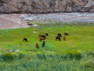 A herd of cows on a green meadow by the river in the village of Gua. View from the highway Leh-Manali - Tibet, Leh district, Ladakh, Himalayas, Jammu and Kashmir, Northern India - 146004597