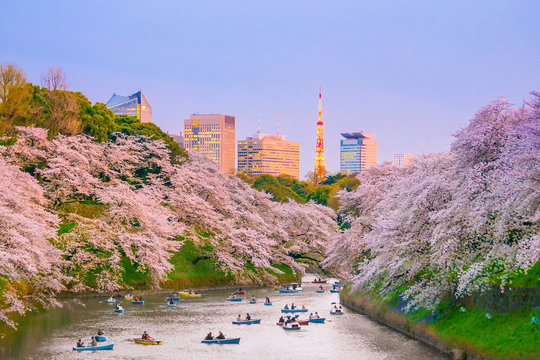 Fototapeta Chidorigafuchi park with full bloom sakura