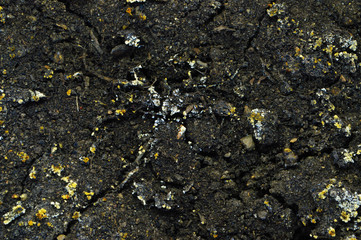 Diseased soil