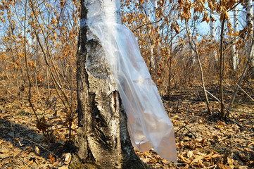 Package of birch sap