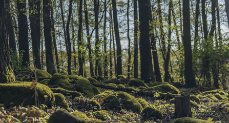 Green forest with moss stones