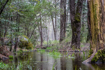 Fototapeta na wymiar Stream in the forest