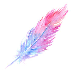 Watercolor pink purple blue bird rustic feather isolated