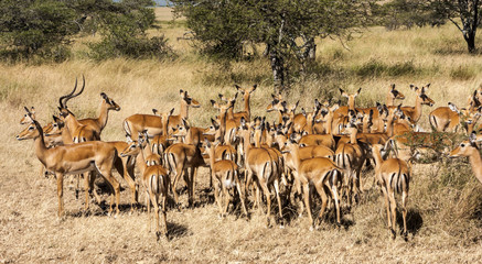 Fototapeta na wymiar Resting Impala Antelope Tanzania Africa 