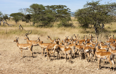 Resting Impala Antelope Tanzania Africa 