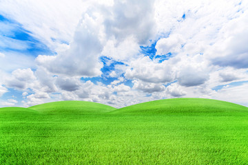 Rice field green grass and blue sky  landscape background
