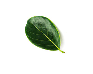 Single fresh green jack fruit leaf