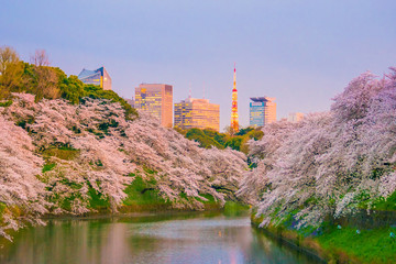 Chidorigafuchi park with full bloom sakura © f11photo