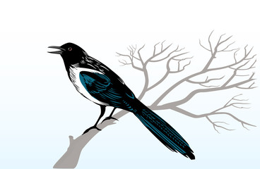 Magpie bird perching on a tree