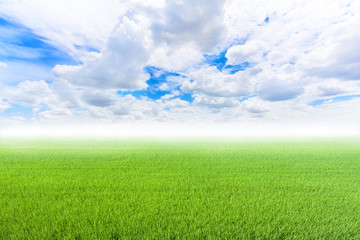 Rice field green grass.jpg