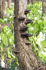 サルノコシカケ　水芭蕉　群生地