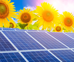 Solar panels and sunflowers landscape