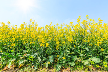 Obraz premium Blooming rape flowers in the field of farmland