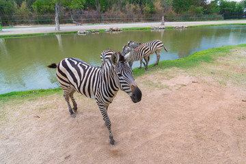 Obraz na płótnie Canvas Zebra walking and standing on the ground.