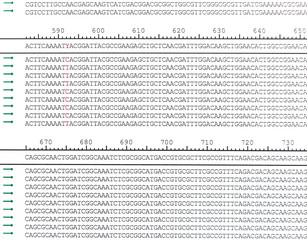 Obraz premium Point mutation on interested gene in DNA