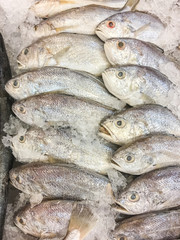 White croaker fish
