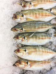 Yellow-stripe trevally Fish