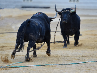 bull