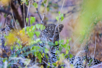 Leopard hiding in bush Tanzania Africa 