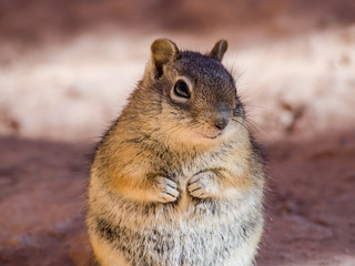 Chipmunk is sitting on the rock