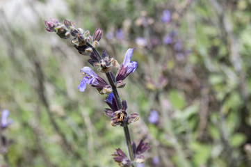 Dalmatian or Greek Sage (Salvia fruticosa) blossom