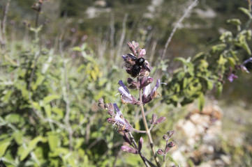 Dalmatian or Greek Sage (Salvia fruticosa) blossom