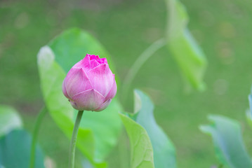 Pink Indian lotus with green leaf background, lotus is logo of spa and buddhism in asia. nelumbo nucifera