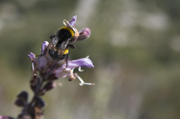 Dalmatian or Greek Sage (Salvia fruticosa) blossom
