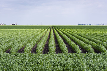 Fototapeta na wymiar Rows and rows of sweet corn being grown in the Texas spring with attentional soft focus.
