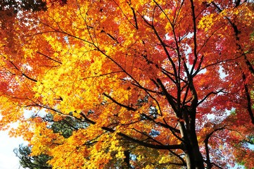 山形もみじ公園