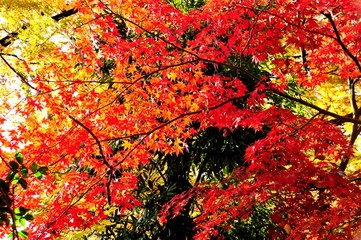 山形もみじ公園