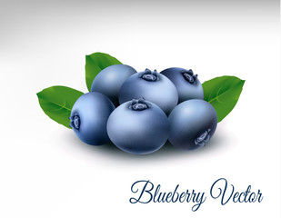 Blueberry with leaves. vector