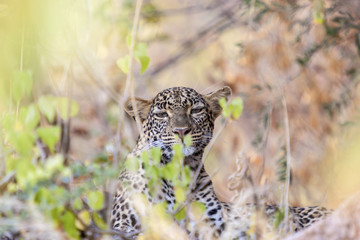 Fototapeta na wymiar Leopard hiding in bush Tanzania Africa 