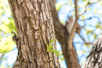 Close up of tropical tree on the beach of Bali island, Indonesia.