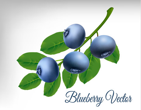 Blueberry vector
