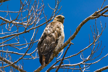 Red-tailed Hawk perched on a tree branch