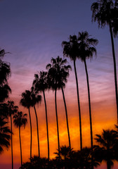 Sunset with Palms