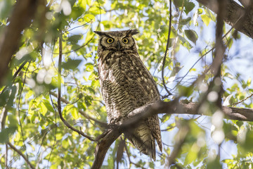 Great-horned owl perched in a tree