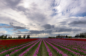 Tulip Fields and Landscapes Pacific North West
