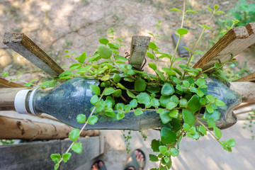 Planted in a plastic bottle.Empty bottles used as plant pots. a recycling efforts