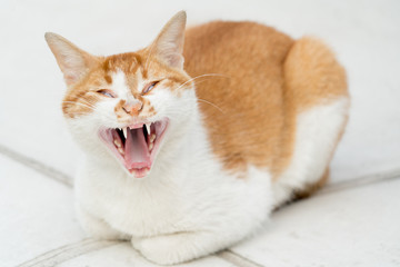 portrait of white-light brown cat screaming isolated