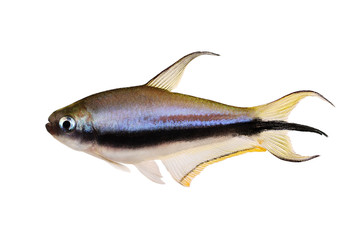 Emperor tetra Nematobrycon palmeri aquarium fish 